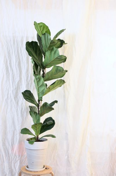 Ficus Lyrata